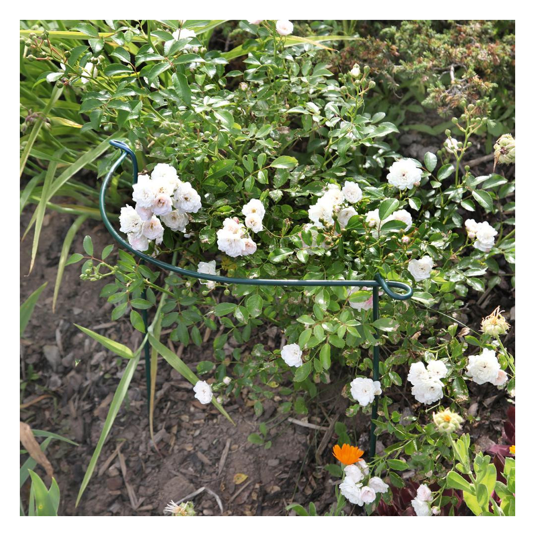 Bild Staudenstütze 100 cm grün - floraworld-1