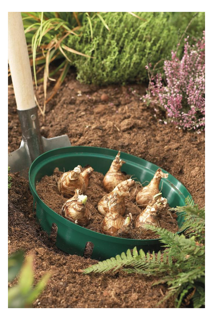 Bild Blumenzwiebel- Pflanzenschale 3er Set ru nd Floraworld-1