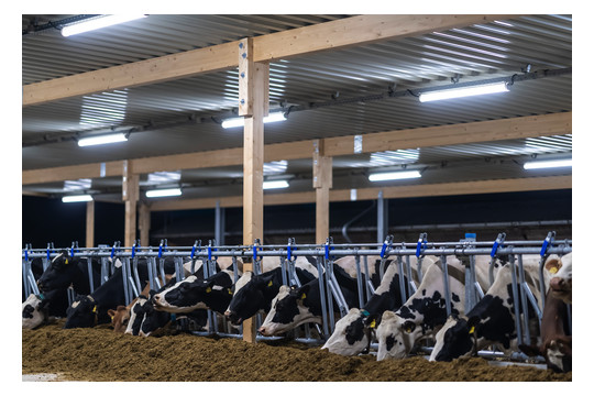 PRACHT Rohrleuchte Tubis BL FOOD 4K IK08 