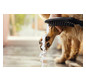 hansgrohe Hundeduschbrause 150 DogShower 3jet, mattschwarz hansgrohe Hundeduschbrause 150 DogShower 3jet, mattschwarz