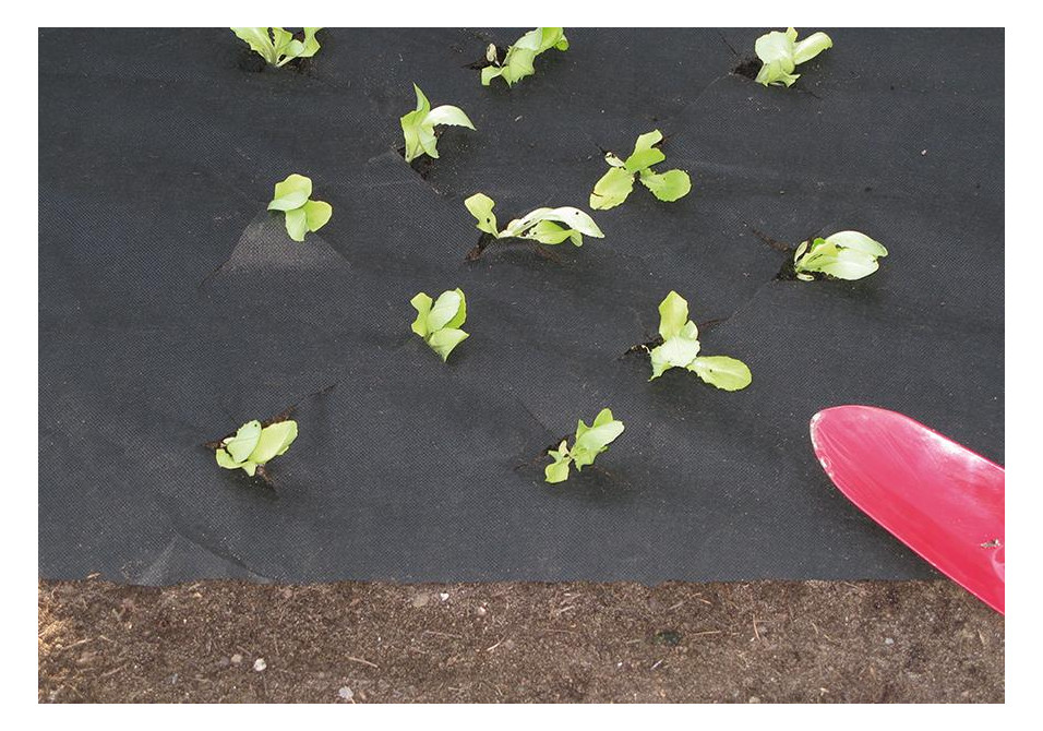 Bild Mulchvlies 25x1,5m 50g schwarz - floraworld-1