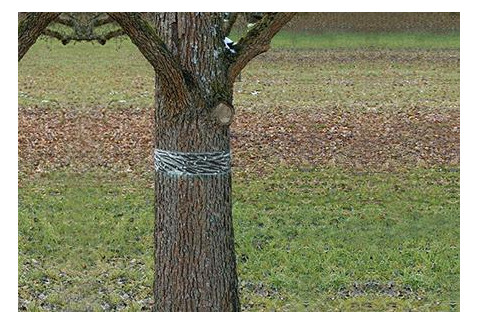 Bild Raupen-u.Ameisenleimring 5x5cm Natural C ontrol Swissinno Solution-4