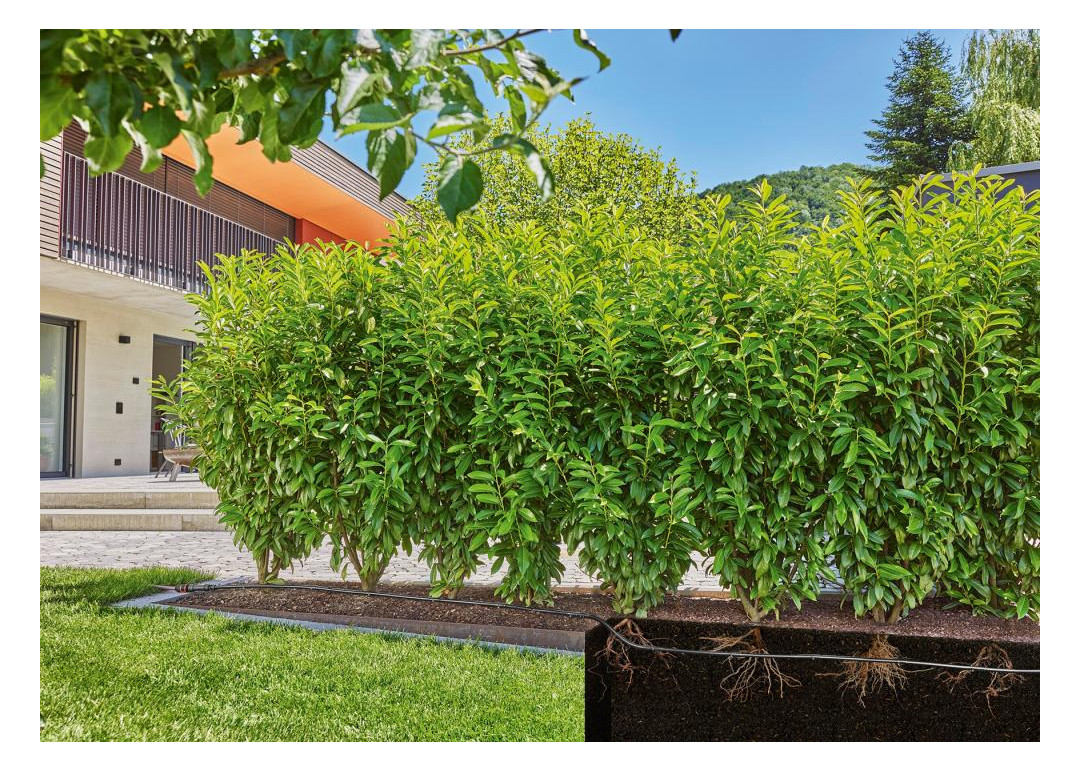 Bild Tropfwässerung-Set Hecke/Sträucher (25 m ) - Gardena-2
