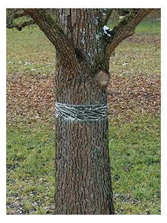 Bild Raupen-u.Ameisenleimring 5x5cm Natural C ontrol Swissinno Solution-6