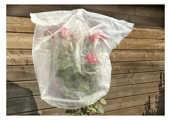 Bild Rosenhaubenvlies 5er Set 0,8x0,75 m 17g - floraworld-0