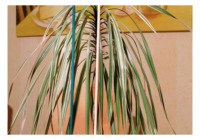 Bild Splittstab natur Ø 4-4,5mm 50cm 10er Bun d Floraworld-1