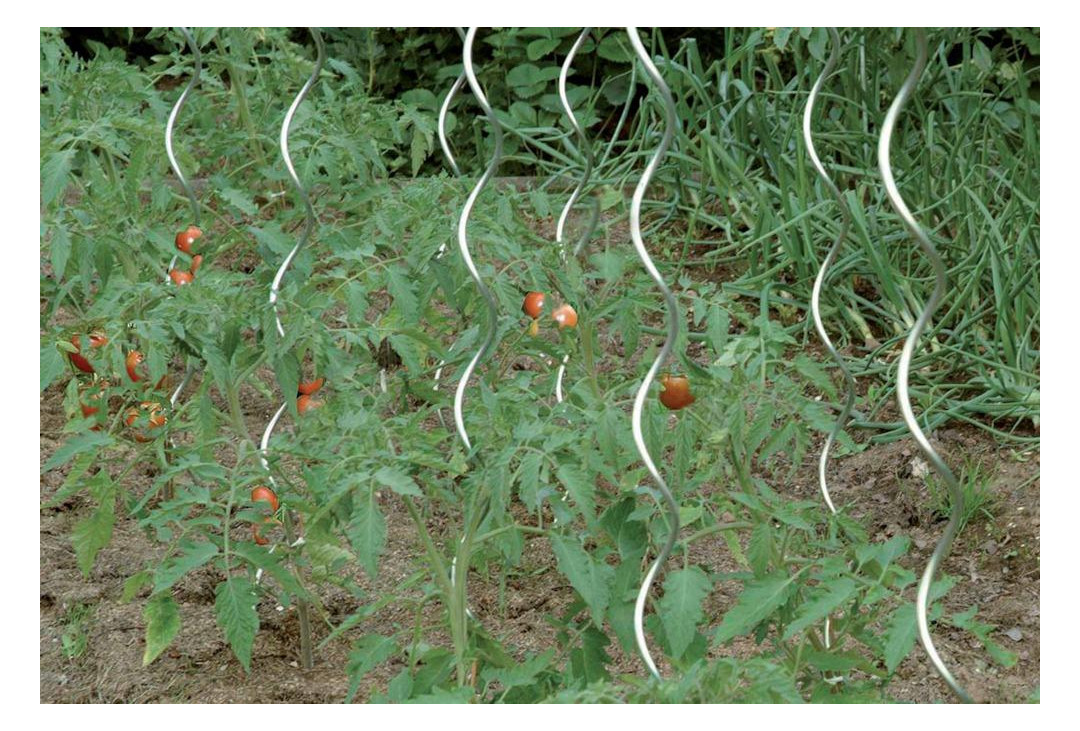 Bild Tomatenspiralstab 150 cm Ø 6,8 mm verzin kt Floraworld-1